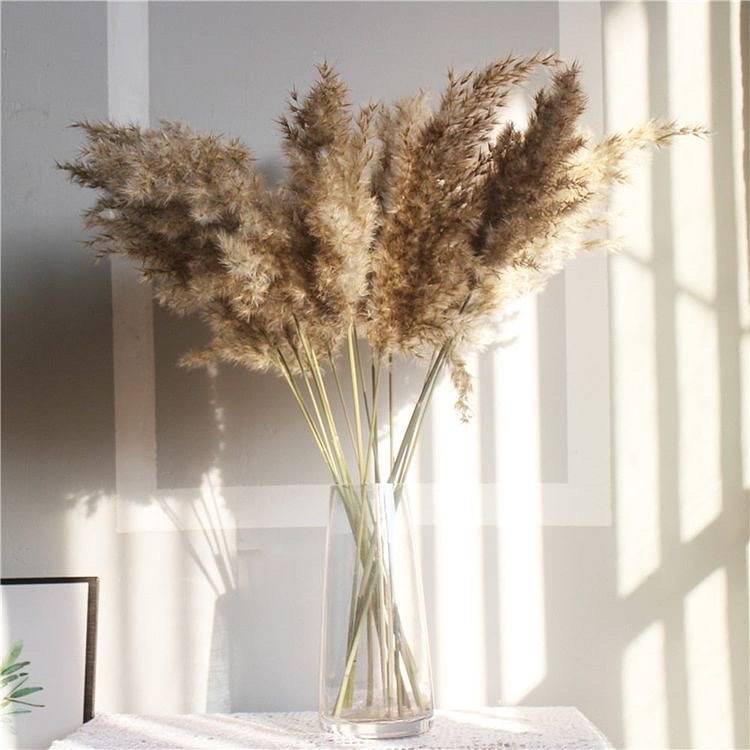 Pampas brown-XL-set of 10 stems - https://artecasa.in/