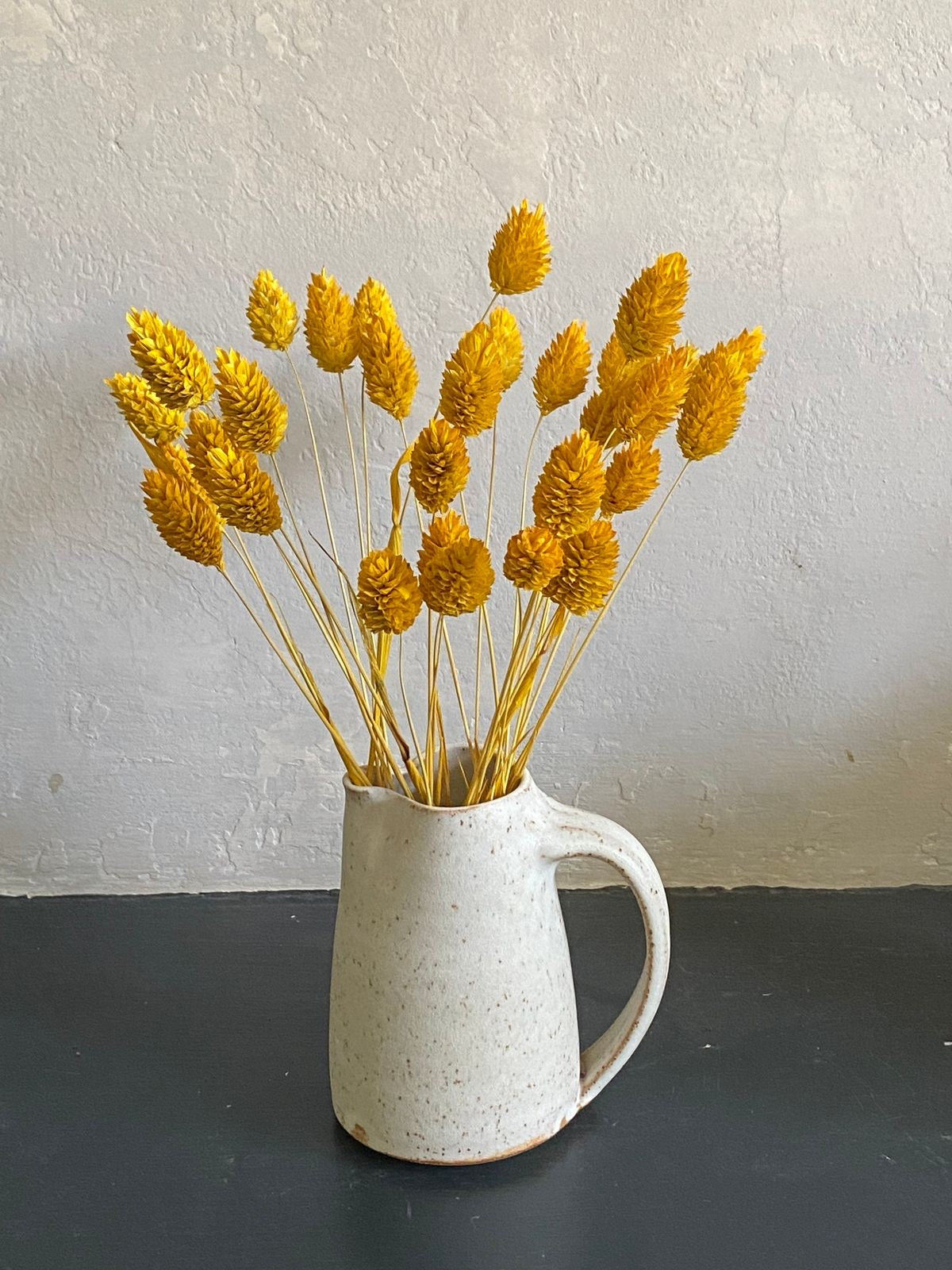 Phalaris- Yellow