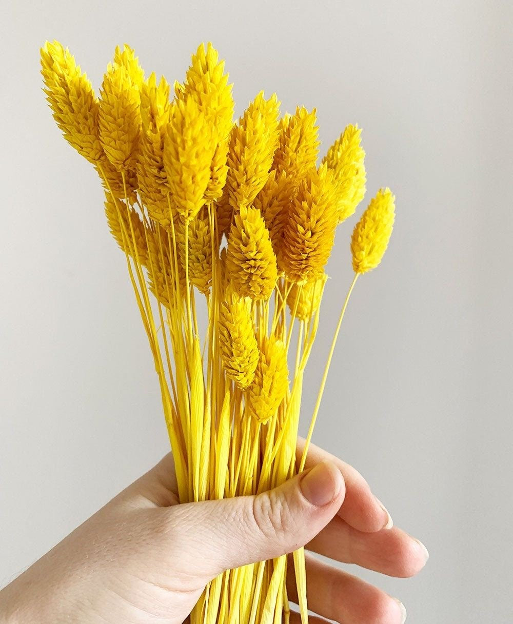 Phalaris- Yellow