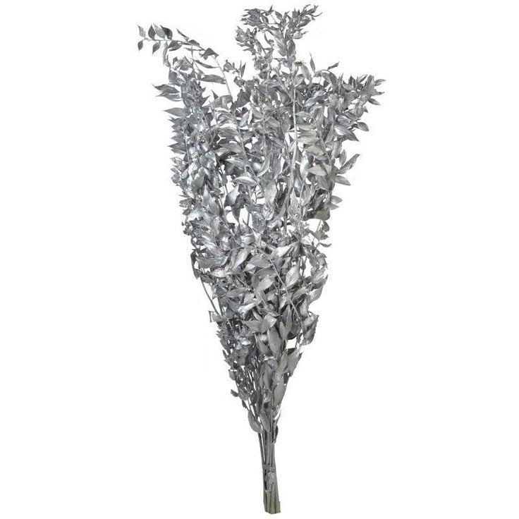 Ruscus-silver