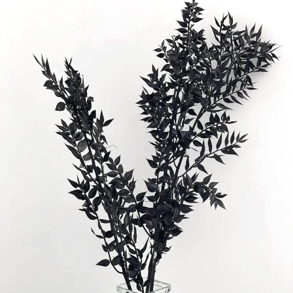 Ruscus- Black
