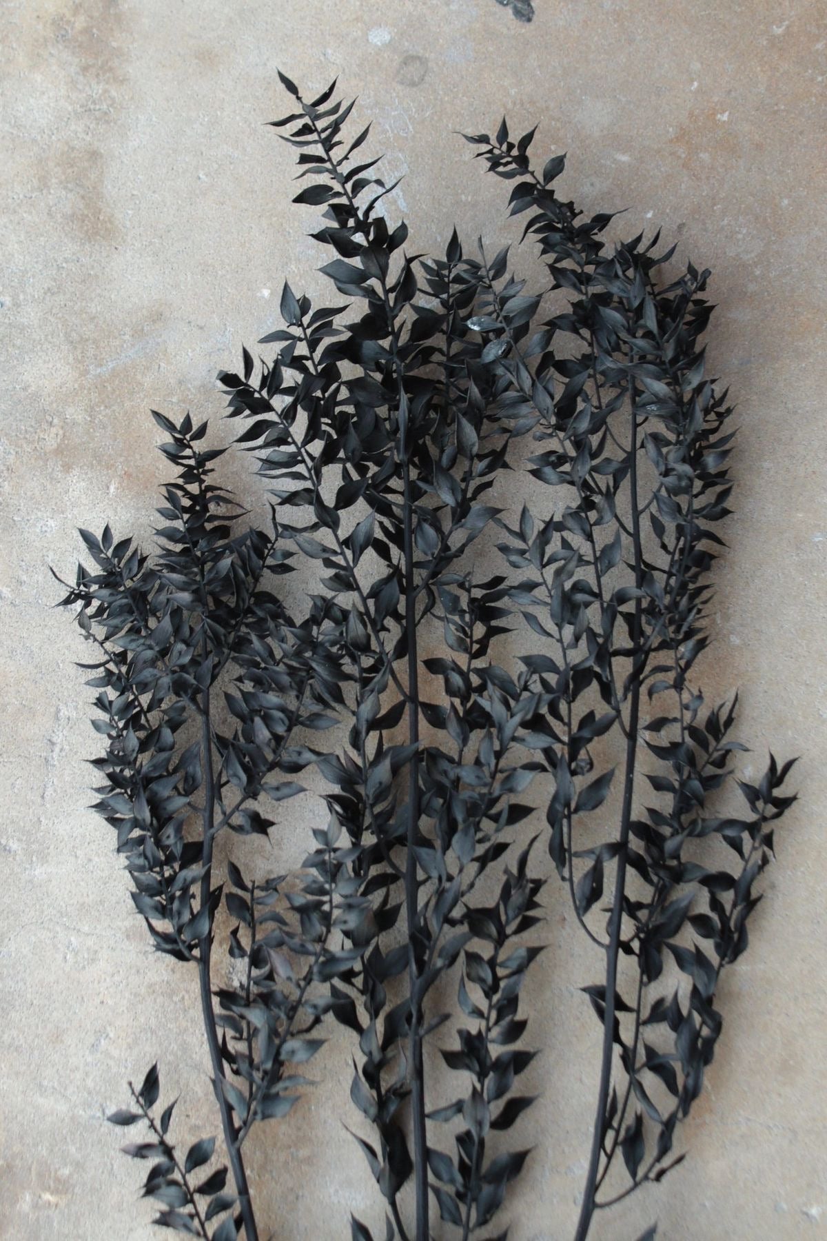 Ruscus- Black
