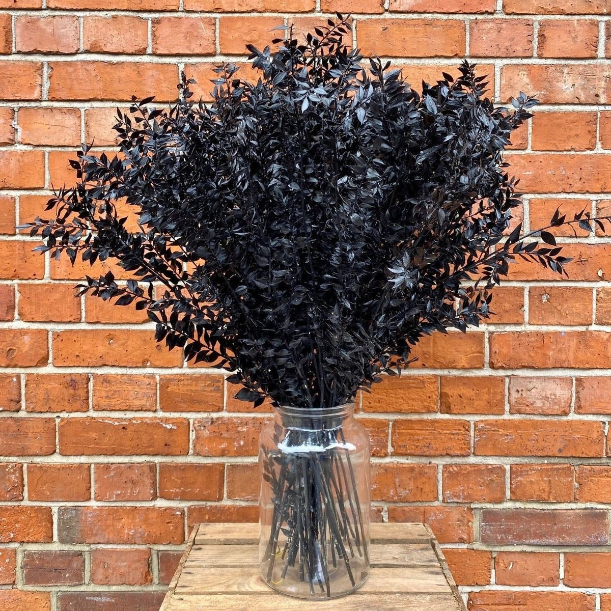 Ruscus- Black