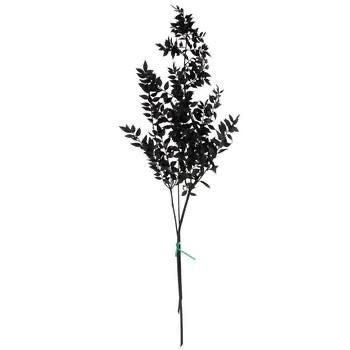 Ruscus- Black