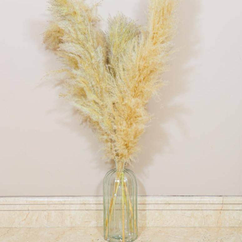 Imported Ivory pampas set of 5 stems ! - https://artecasa.in/