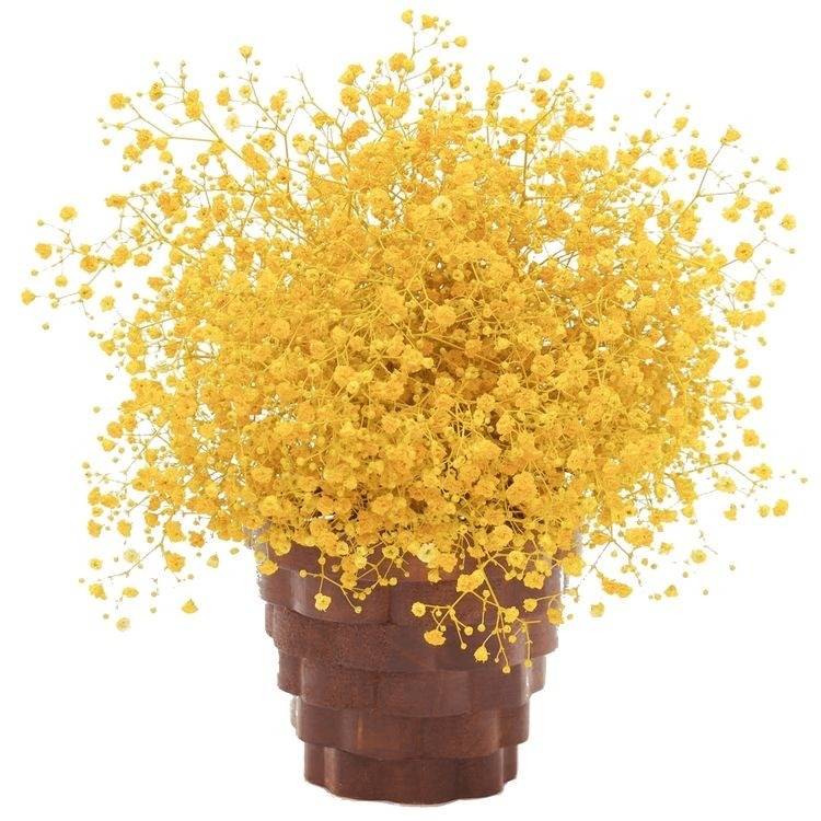 Yellow Baby’s Breath Dried Flowers | Nat...