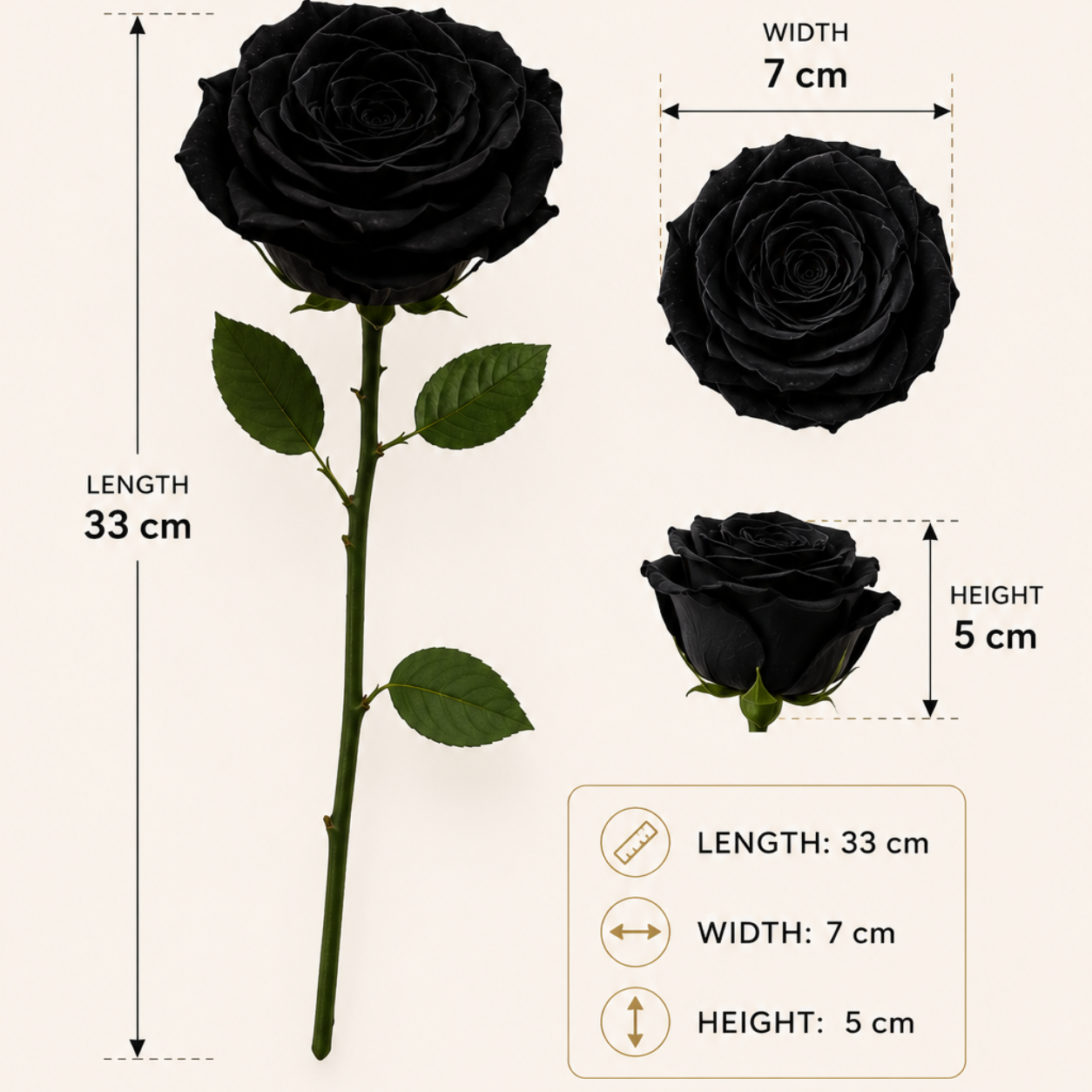 Midnight Noir Preserved Black Rose | Real Black Rose for Décor & Gifting