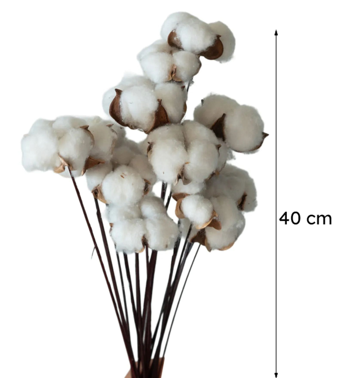 Natural Dried Cotton Stems – Set of 5 | 40 cm