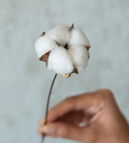 Natural Dried Cotton Stems – Set of 5 | 40 cm