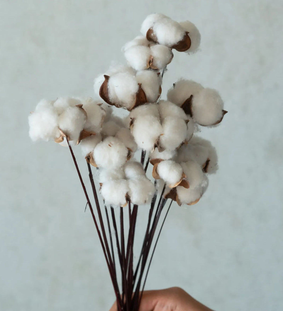 Natural Dried Cotton Stems – Set of 5 | 40 cm
