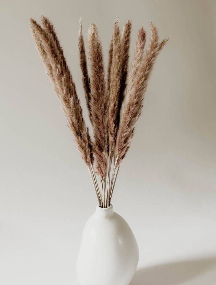 Mini brown pampas-set of 10 sticks - https://artecasa.in/