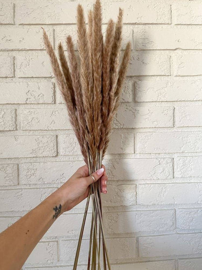 Mini brown pampas-set of 10 sticks - https://artecasa.in/