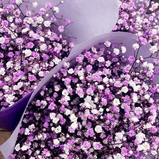 Purple Baby breaths - https://artecasa.in/