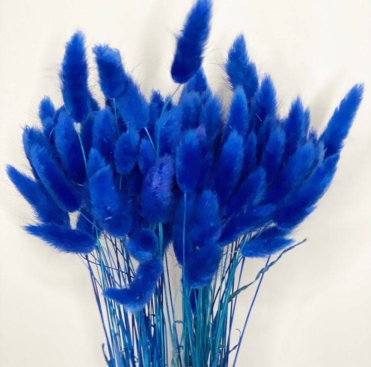 Royal Blue-Bunny tails-set of 50 stems - https://artecasa.in/