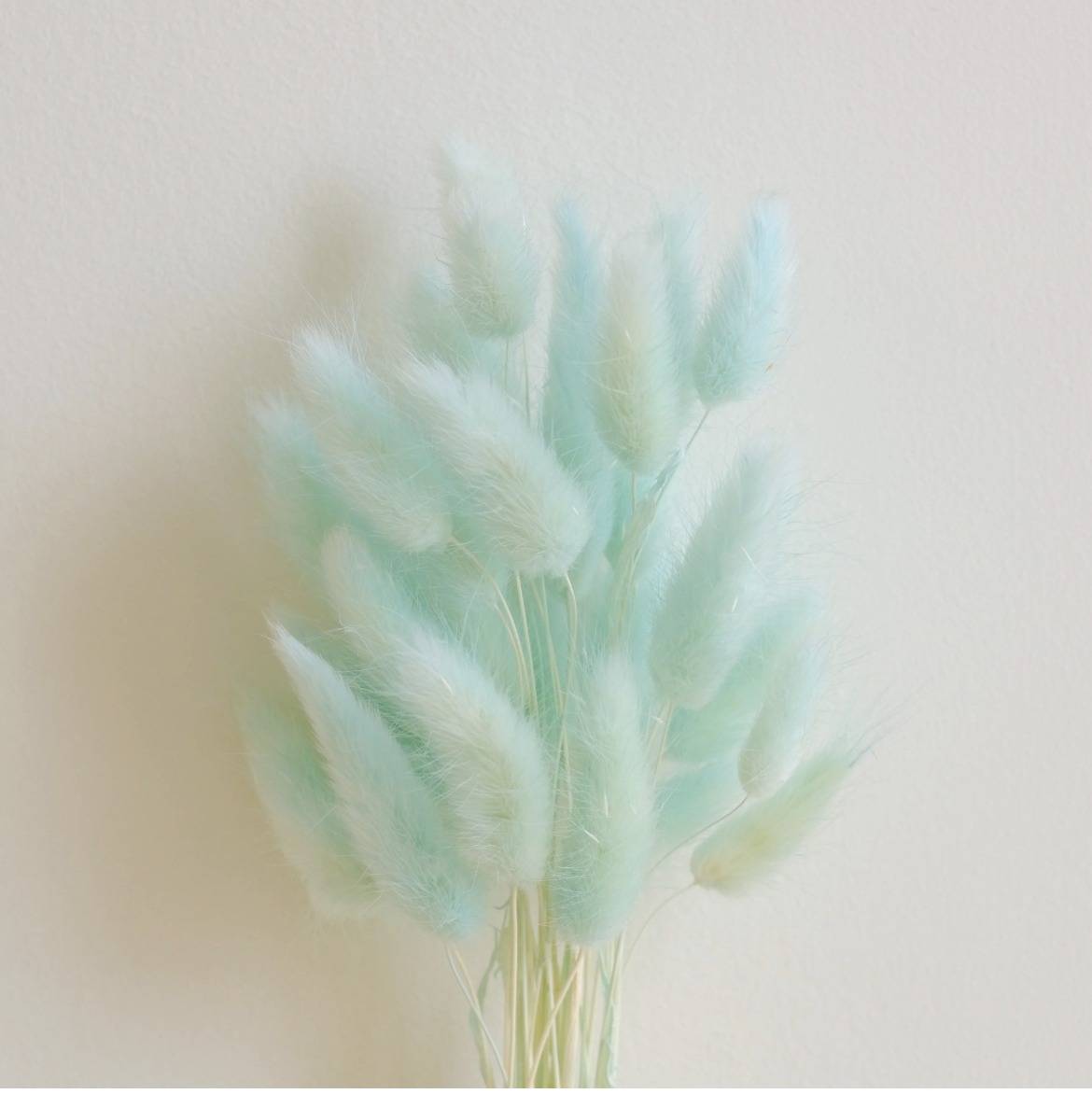 Mint Green Bunny tails-set of 50 stems - https://artecasa.in/
