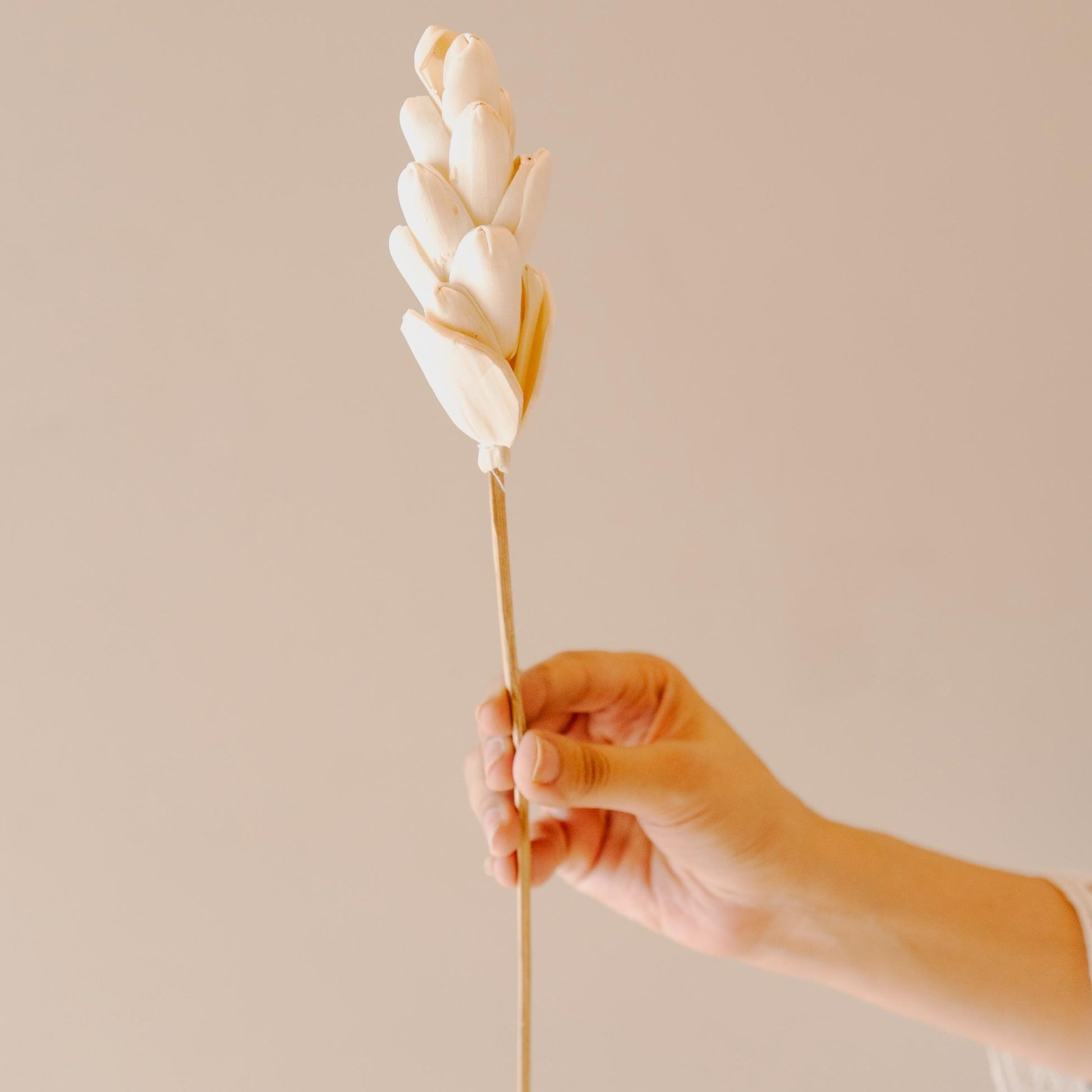 Akondo Dried Flower Sticks image 1
