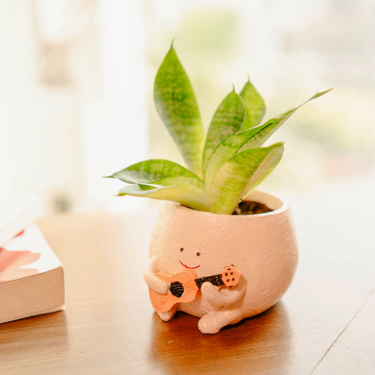 The Jazzy Planter