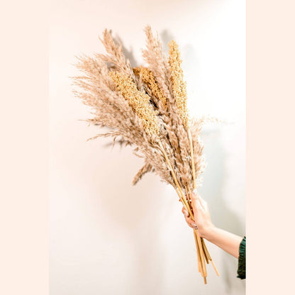 Pampas Corn bunch - https://artecasa.in/