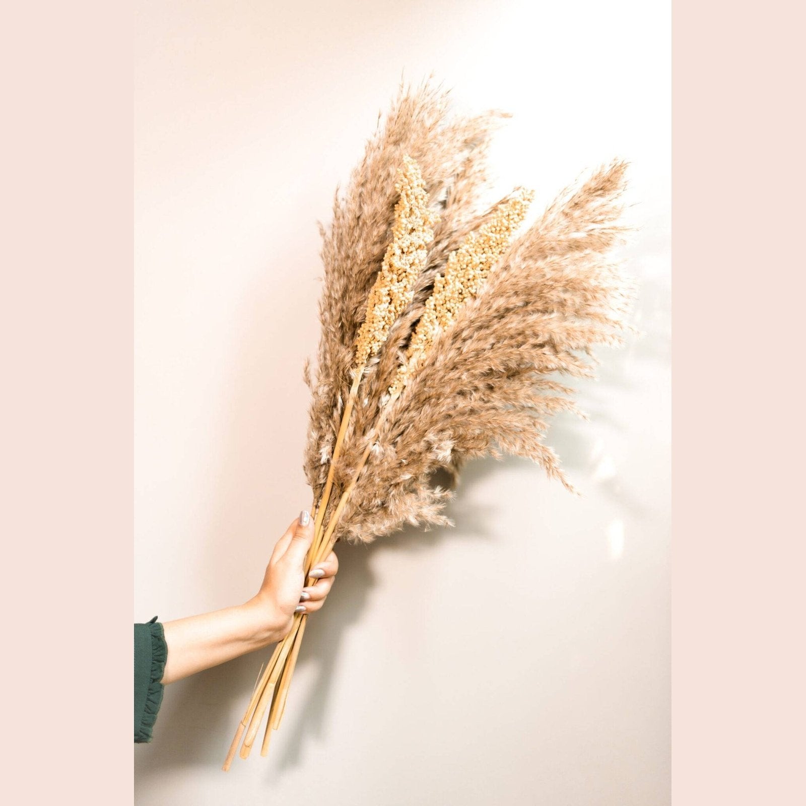 Pampas Corn bunch - https://artecasa.in/