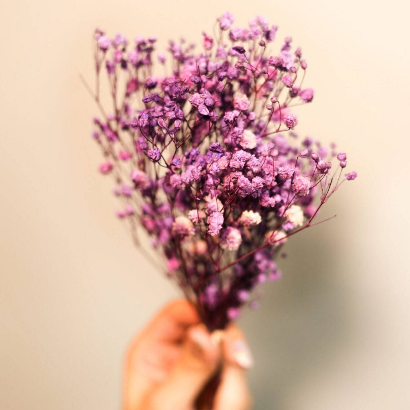 Purple Baby breaths - https://artecasa.in/