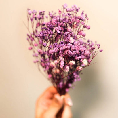 Purple Baby breaths - https://artecasa.in/