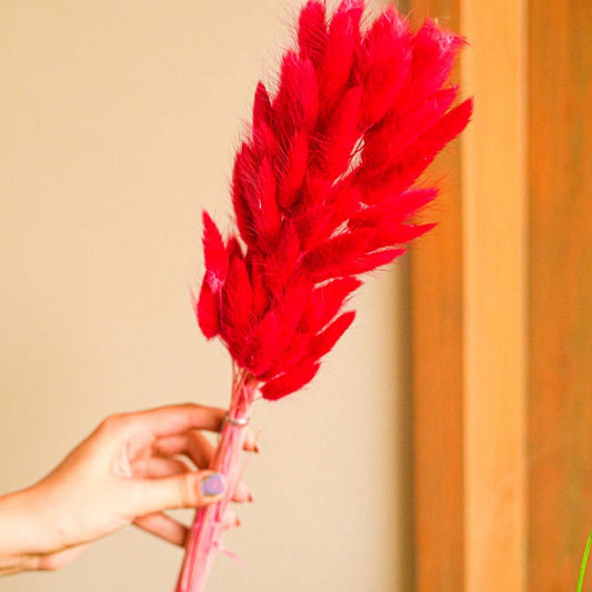 Red Bunny tails-set of 50 stems - https://artecasa.in/