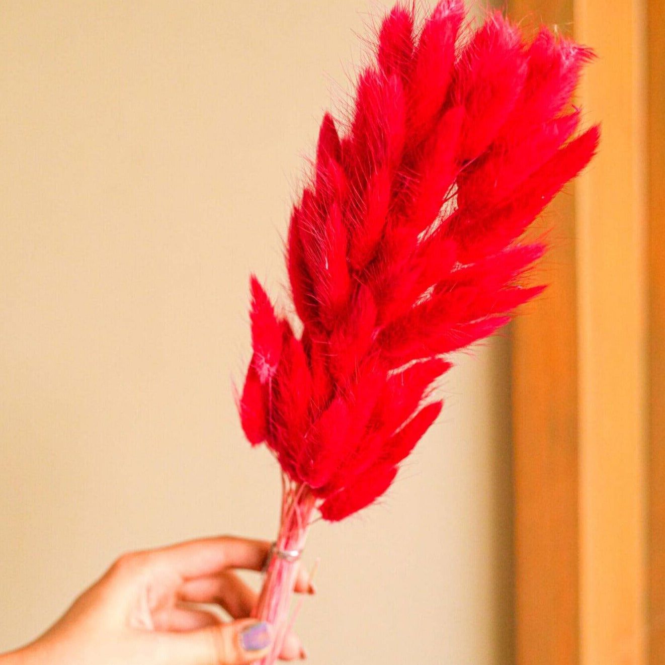 Red Bunny tails-set of 50 stems - https://artecasa.in/