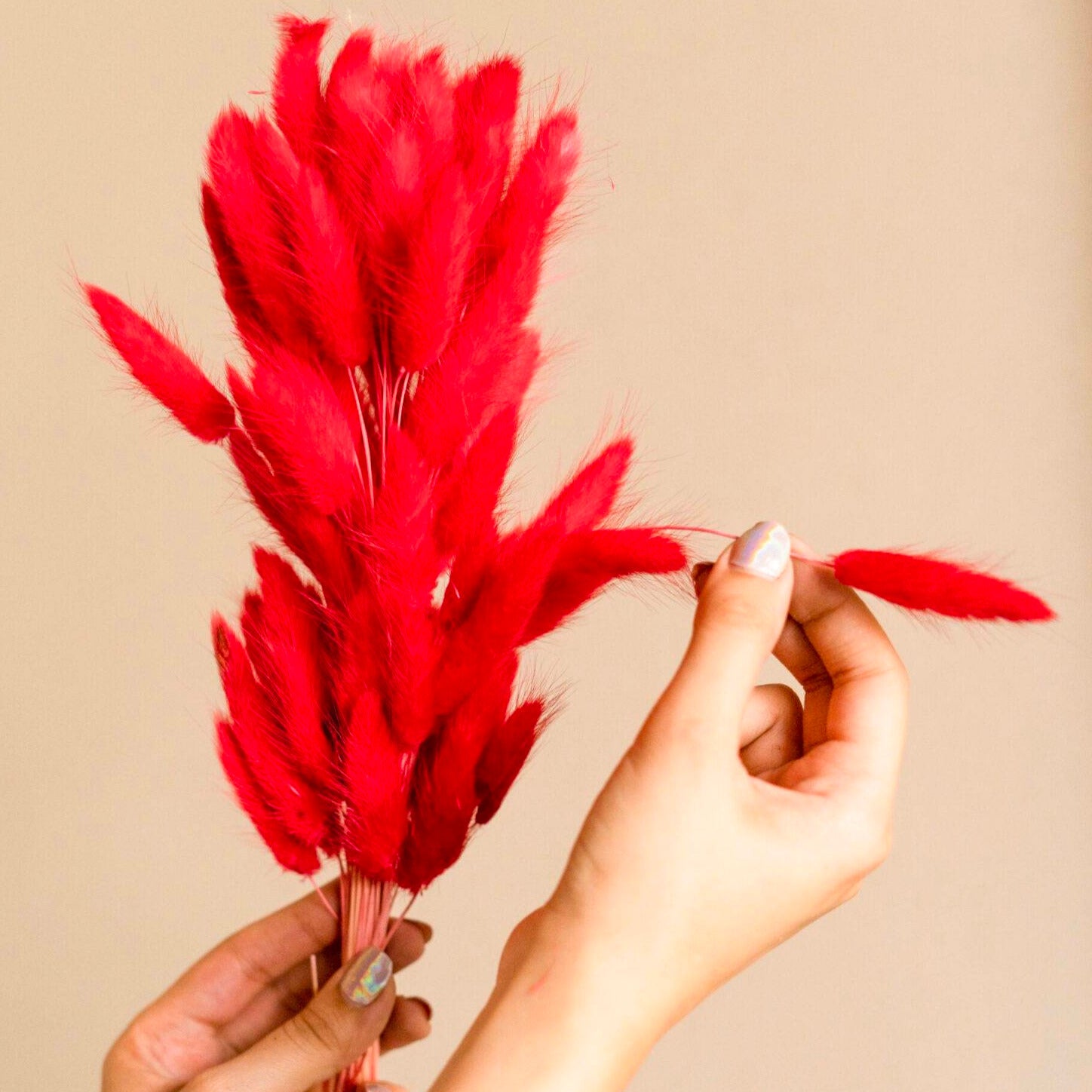 Red Bunny tails-set of 50 stems - https://artecasa.in/