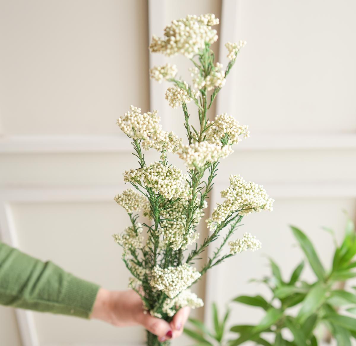 Rice flower-White