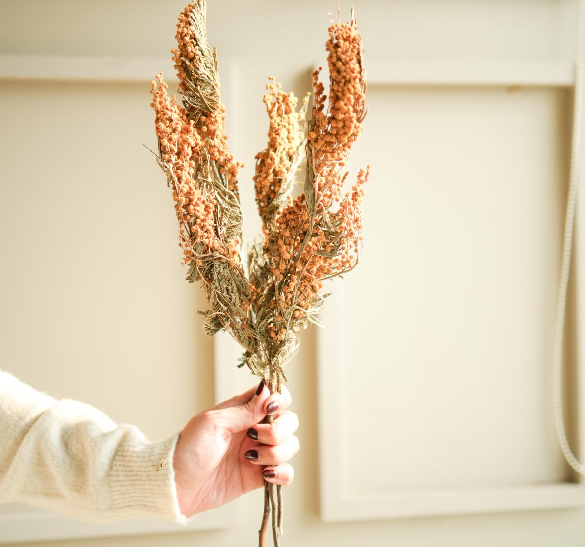 Dried mimosa