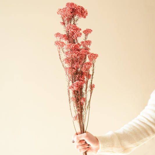 Rice flower-Dark  Pink