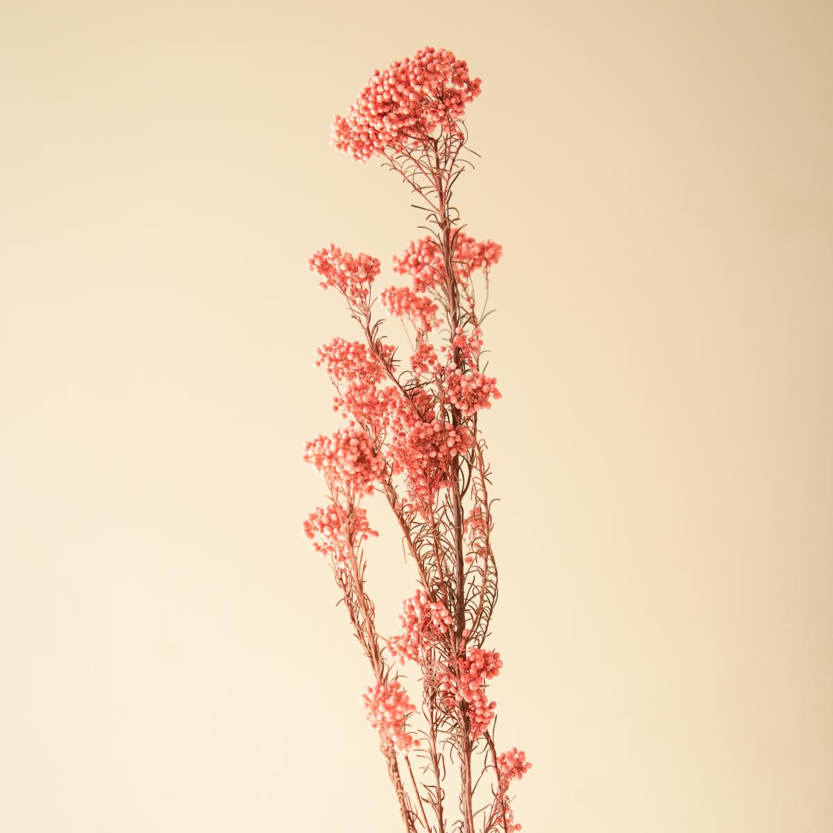 Rice flower-Dark  Pink