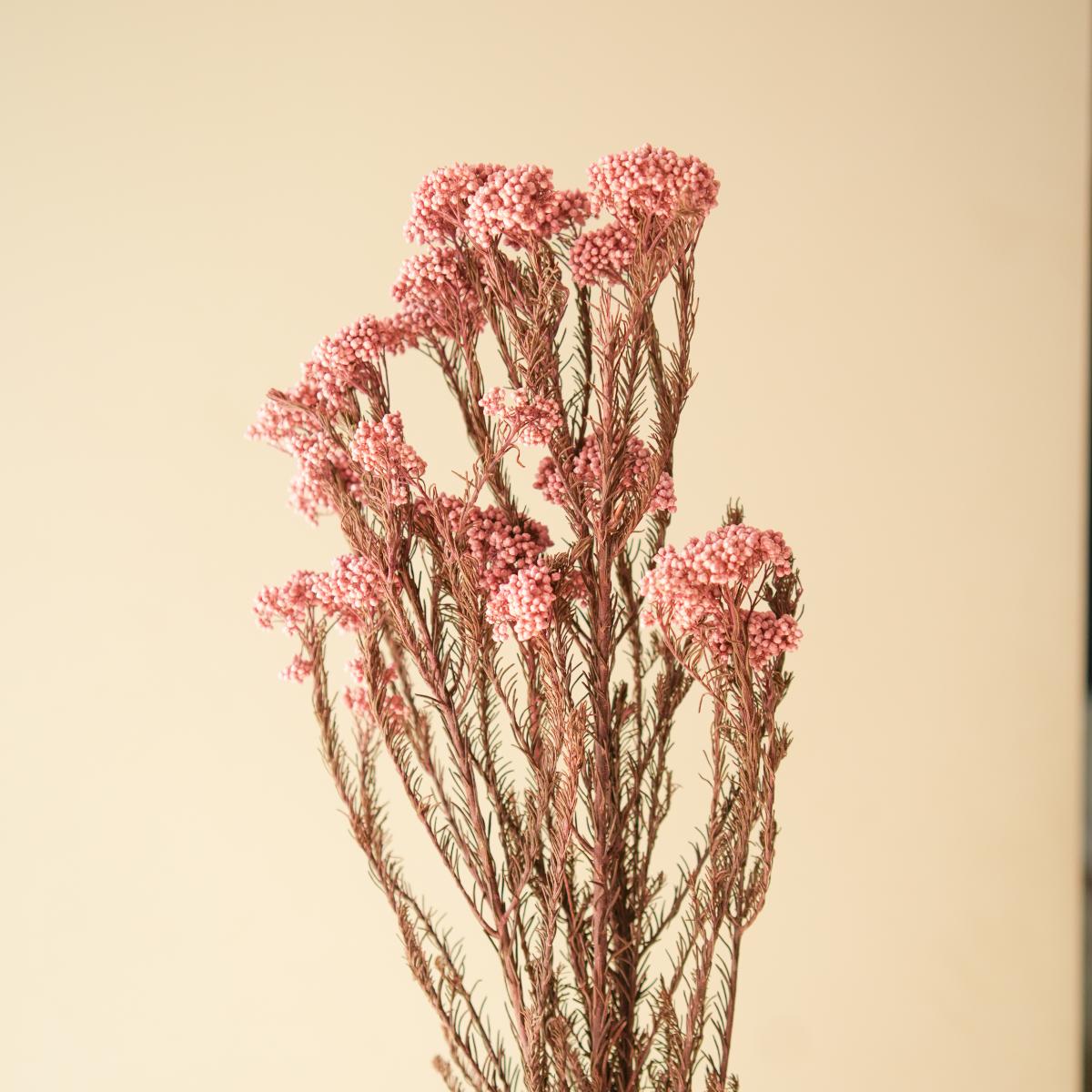 Rice flower-Light Pink