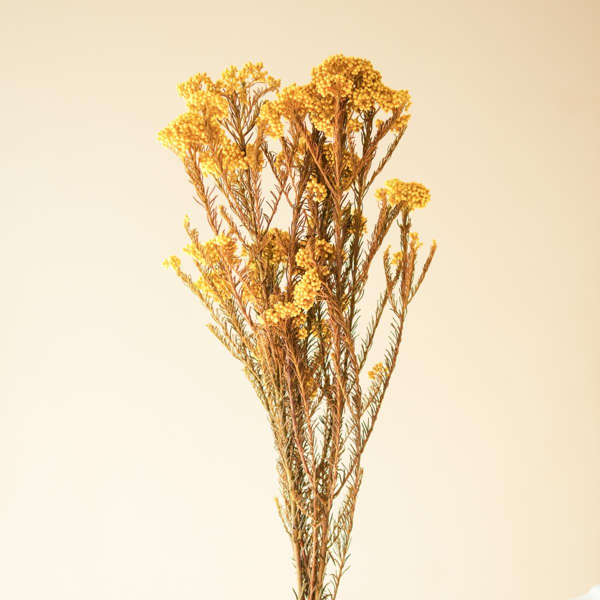 Rice flower-Yellow