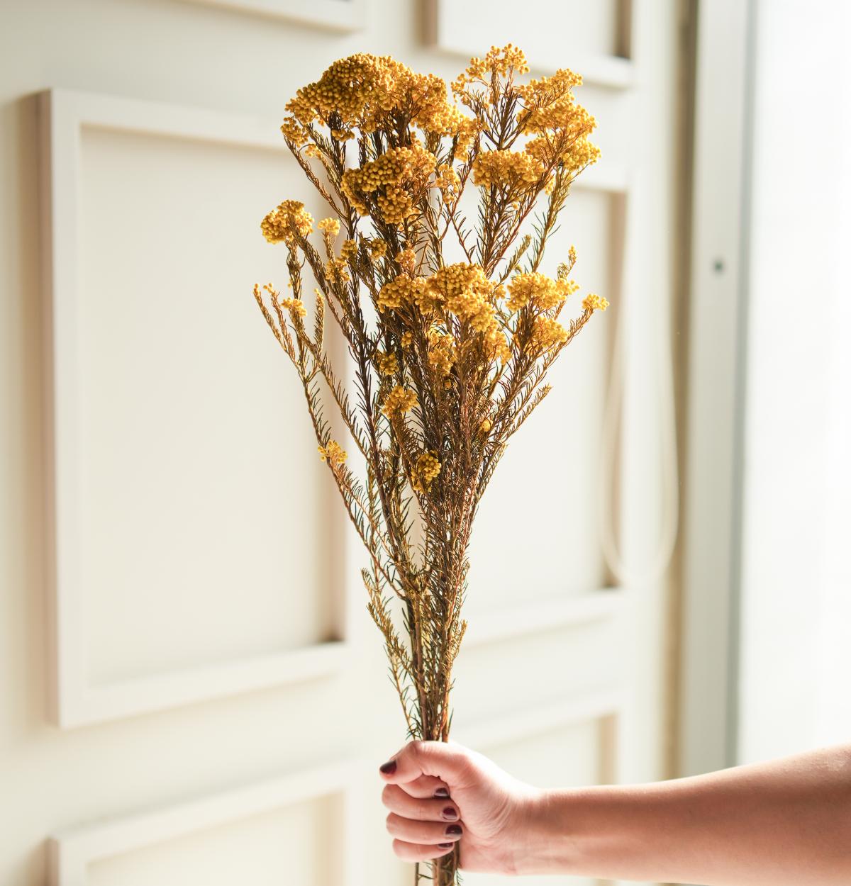 Rice flower-Yellow