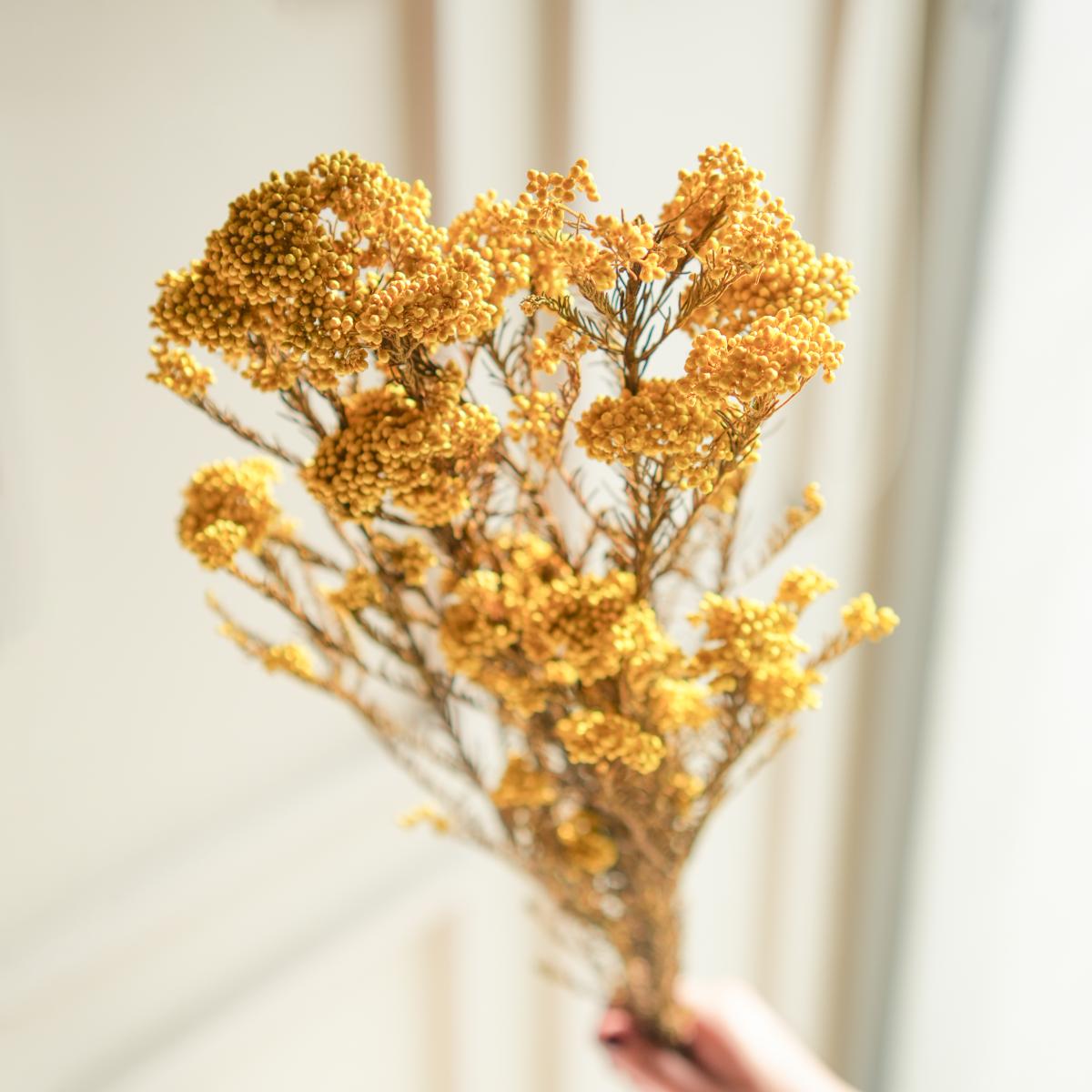 Rice flower-Yellow