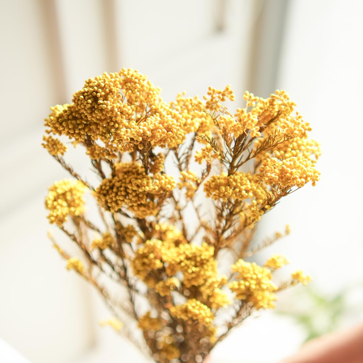 Rice flower-Yellow