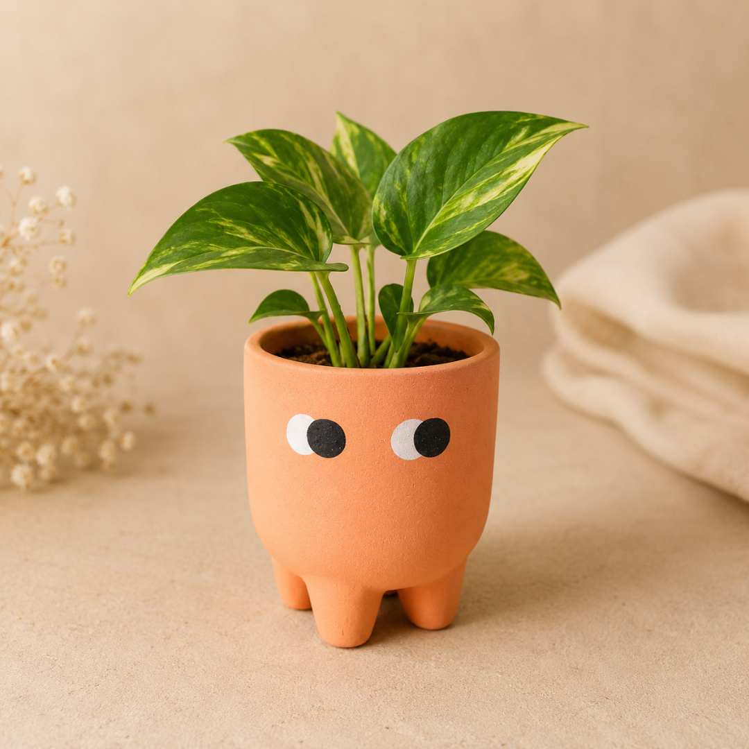 Amber Muse Face Planter Set of 2