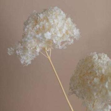 Hydrangeas _White - https://artecasa.in/