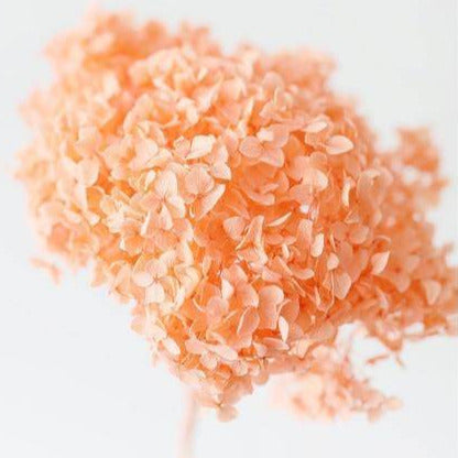 Hydrangeas _Peach - https://artecasa.in/