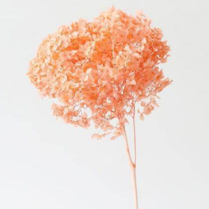 Hydrangeas _Peach - https://artecasa.in/