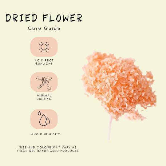 Hydrangeas _Peach - https://artecasa.in/