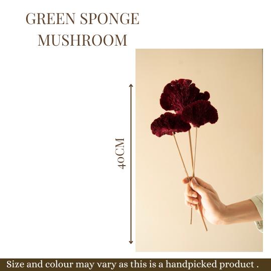 Red Sponge mushroom