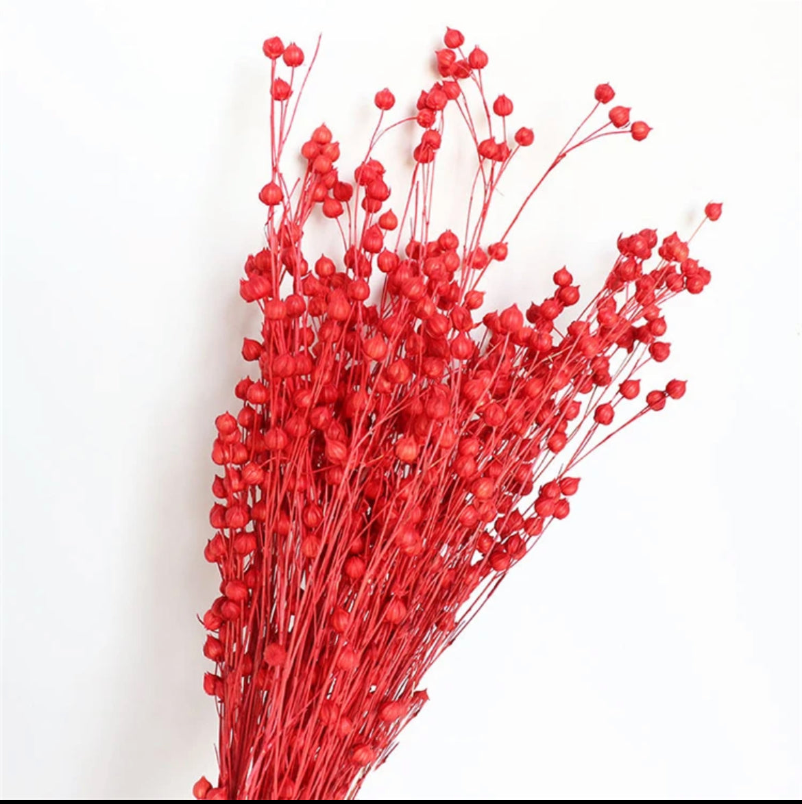 Red flax dried flower