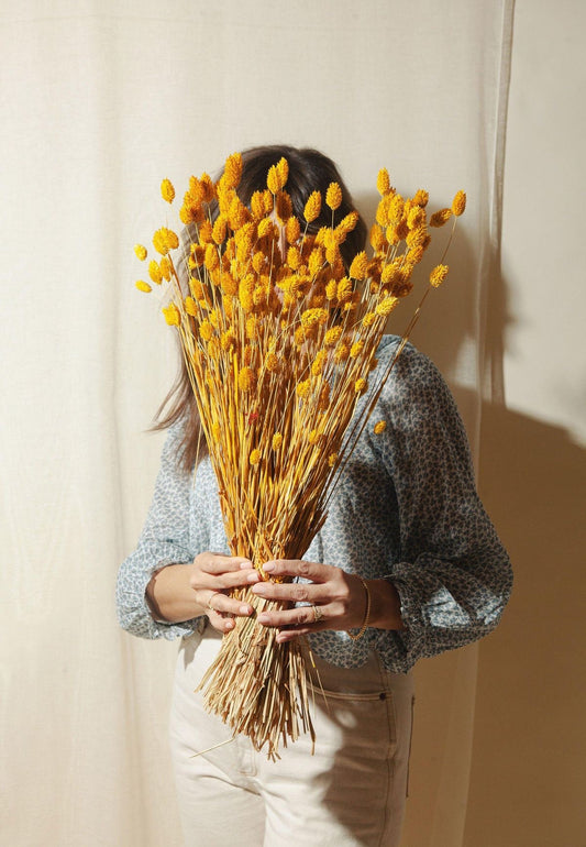 Phalaris- Yellow