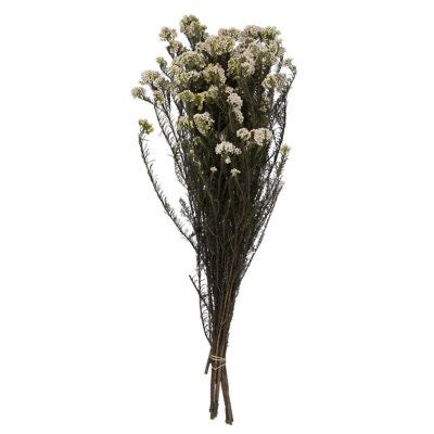 Rice flower-White