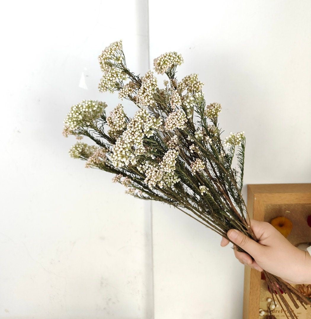 Rice flower-White