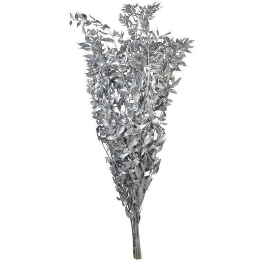 Ruscus-silver