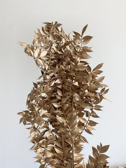 Ruscus-Golden