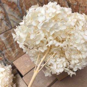 Hydrangeas _White